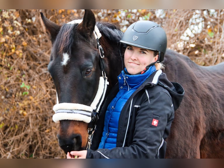 Altri cavalli a sangue caldo Castrone 19 Anni 155 cm Baio scuro in Götzendorf