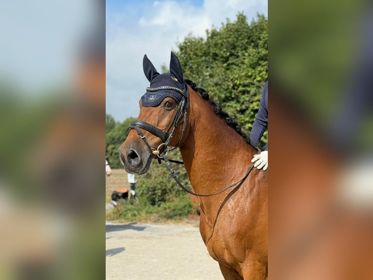 Altri cavalli a sangue caldo Castrone 19 Anni 165 cm Baio in Havixbeck