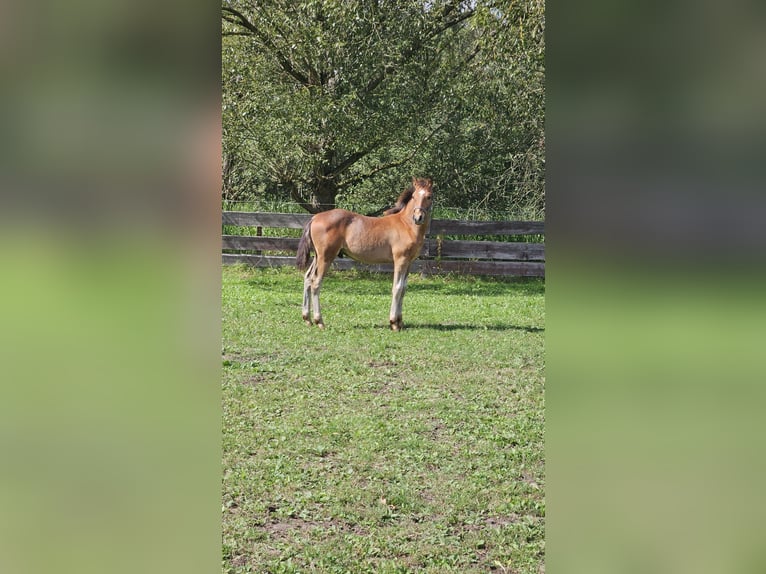 Altri cavalli a sangue caldo Mix Castrone 1 Anno 156 cm Può diventare grigio in Wolfsburg