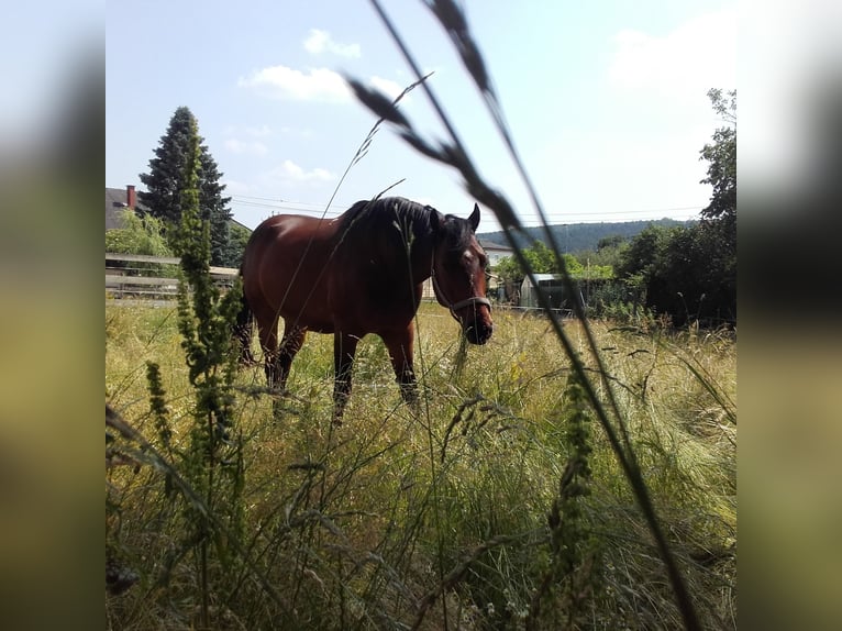 Altri cavalli a sangue caldo Castrone 20 Anni 162 cm Baio in Oberwart