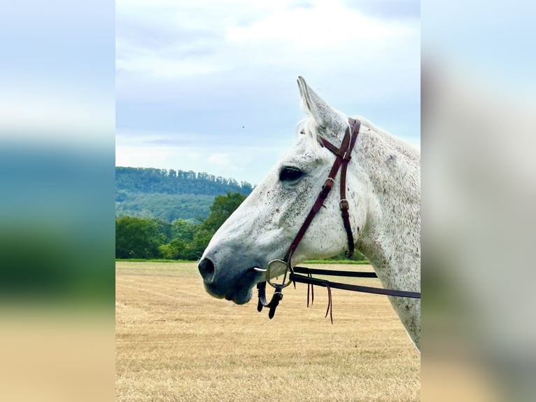 Altri cavalli a sangue caldo Castrone 20 Anni 162 cm Grigio trotinato in Illingen