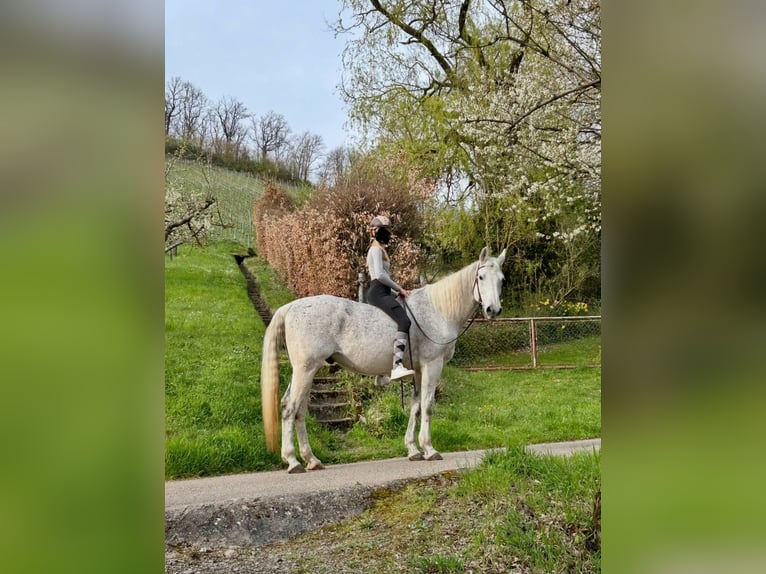 Altri cavalli a sangue caldo Castrone 20 Anni 162 cm Grigio trotinato in Illingen