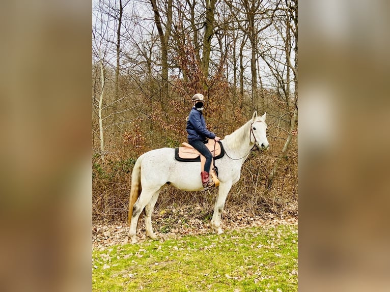 Altri cavalli a sangue caldo Castrone 20 Anni 162 cm Grigio trotinato in Illingen