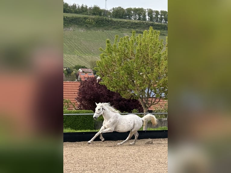 Altri cavalli a sangue caldo Castrone 20 Anni 162 cm Grigio trotinato in Illingen