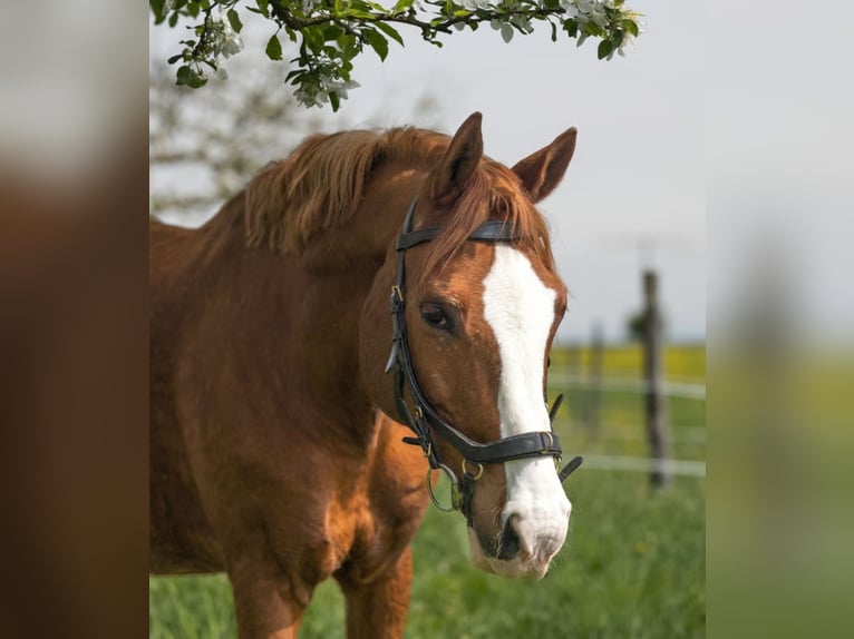 Altri cavalli a sangue caldo Castrone 22 Anni 160 cm Sauro in Hochdorf
