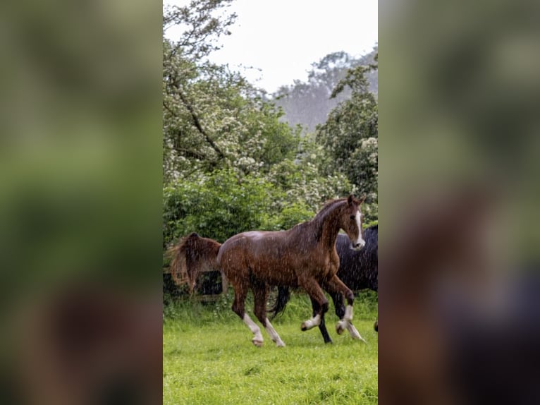 Altri cavalli a sangue caldo Castrone 22 Anni 168 cm Sauro in Rosendahl