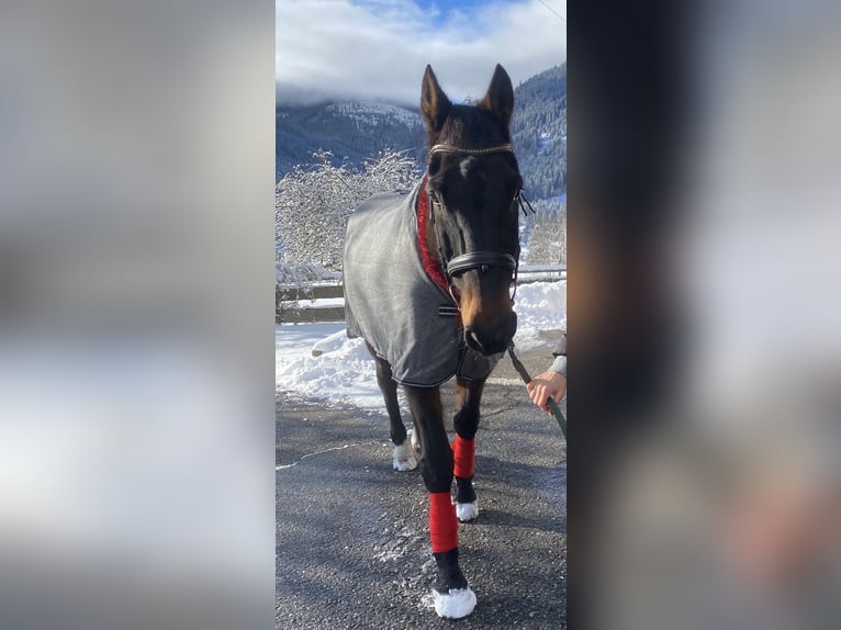 Altri cavalli a sangue caldo Castrone 22 Anni 172 cm Baio scuro in Gnesau