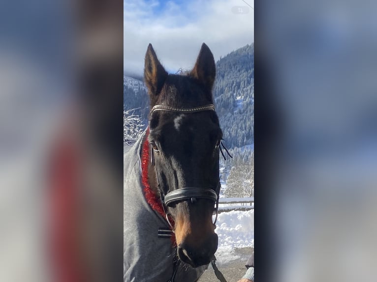Altri cavalli a sangue caldo Castrone 22 Anni 172 cm Baio scuro in Gnesau