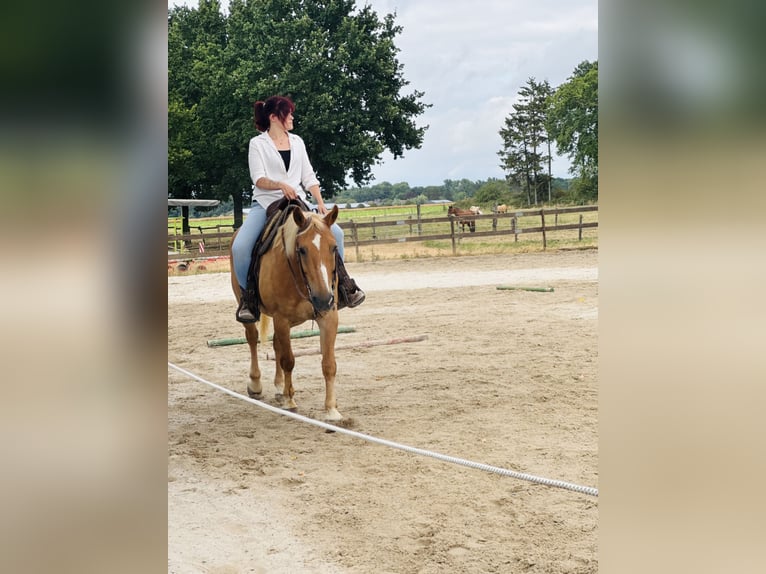 Altri cavalli a sangue caldo Castrone 23 Anni 156 cm Baio chiaro in Niederkrüchten