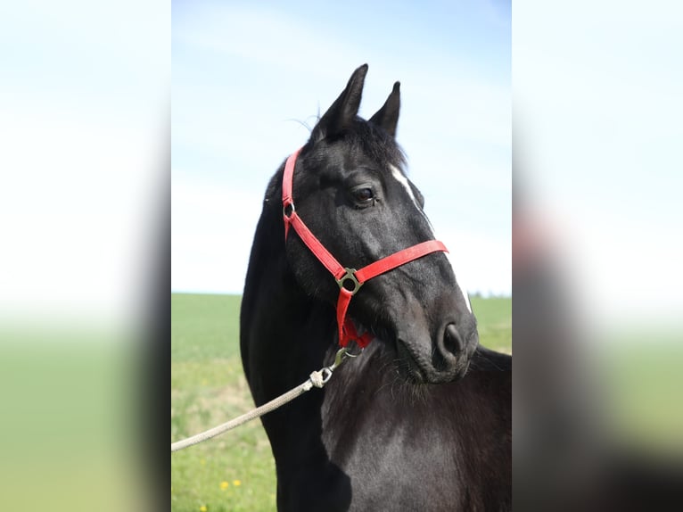 Altri cavalli a sangue caldo Castrone 23 Anni 165 cm Baio nero in Altbüron