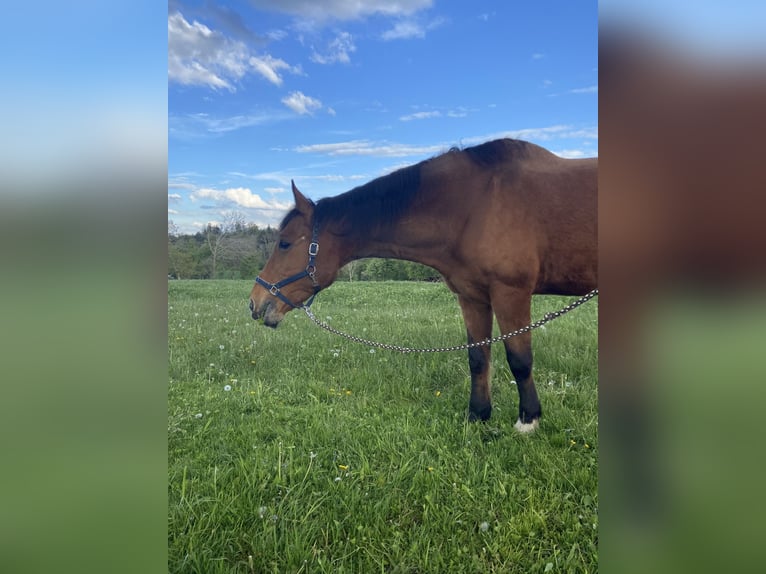 Altri cavalli a sangue caldo Castrone 25 Anni 175 cm Baio in Altenhof