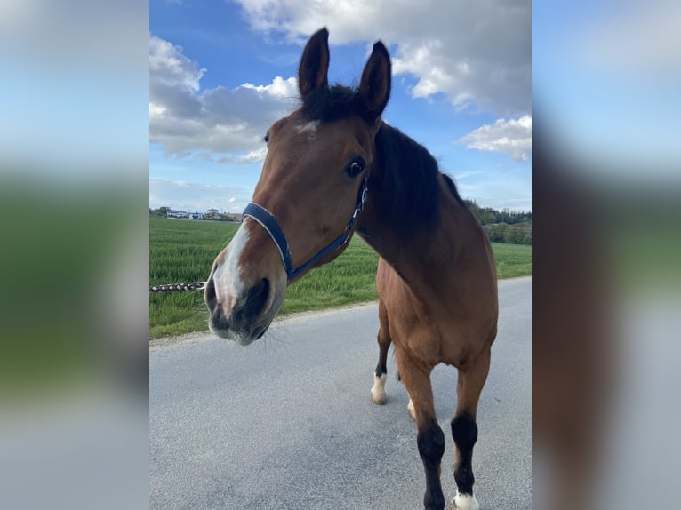 Altri cavalli a sangue caldo Castrone 25 Anni 175 cm Baio in Altenhof