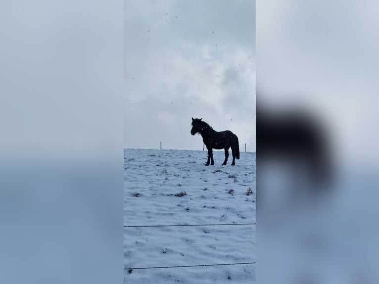 Altri cavalli a sangue caldo Castrone 2 Anni 158 cm Baio nero in Burbach