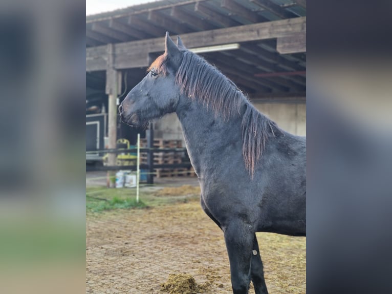 Altri cavalli a sangue caldo Castrone 2 Anni 158 cm Baio nero in Burbach