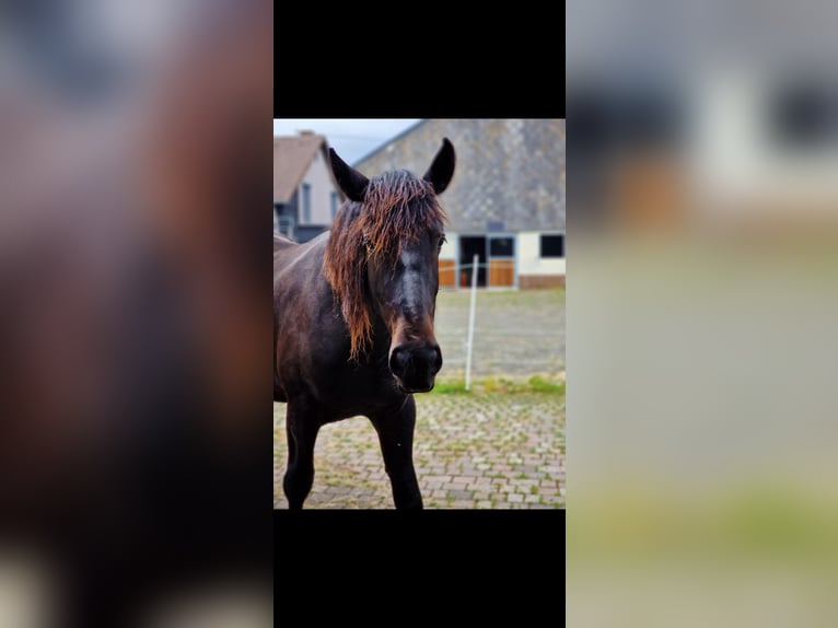 Altri cavalli a sangue caldo Castrone 2 Anni 158 cm Baio nero in Burbach