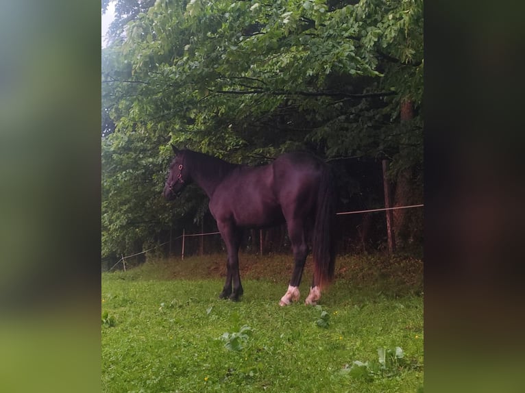 Altri cavalli a sangue caldo Mix Castrone 2 Anni 160 cm Morello in Stary Olsztyn