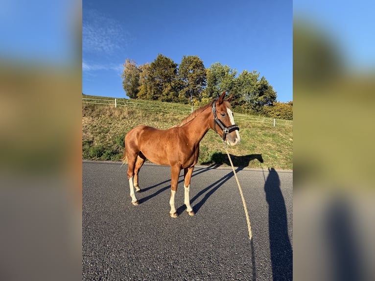 Altri cavalli a sangue caldo Castrone 2 Anni 160 cm Sauro in Knittelfeld