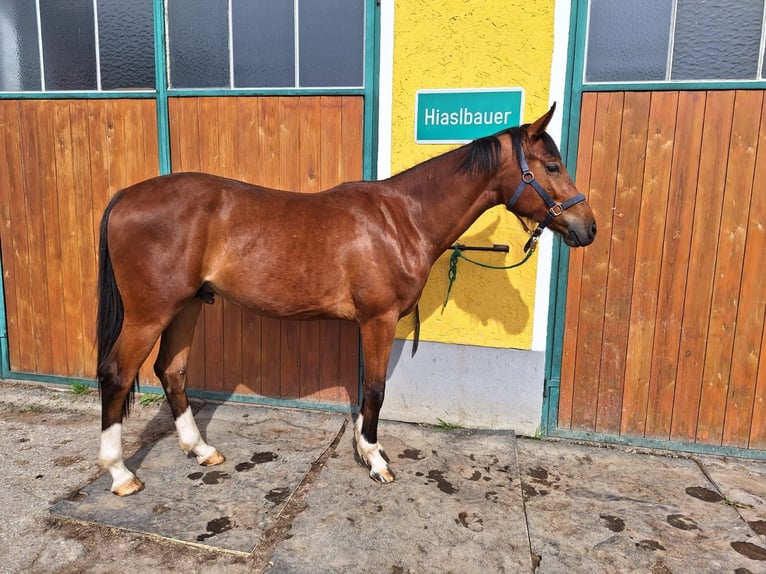 Altri cavalli a sangue caldo Castrone 2 Anni 168 cm Baio in Nussdorf a. Haunsberg