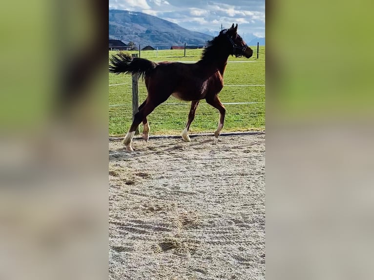 Altri cavalli a sangue caldo Castrone 2 Anni 168 cm Baio in Nussdorf a. Haunsberg