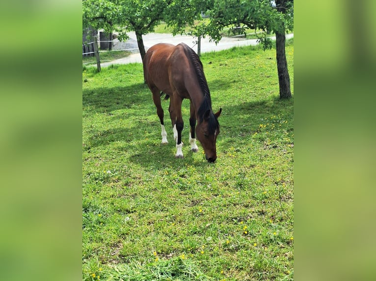 Altri cavalli a sangue caldo Castrone 2 Anni 168 cm Baio in Nussdorf a. Haunsberg