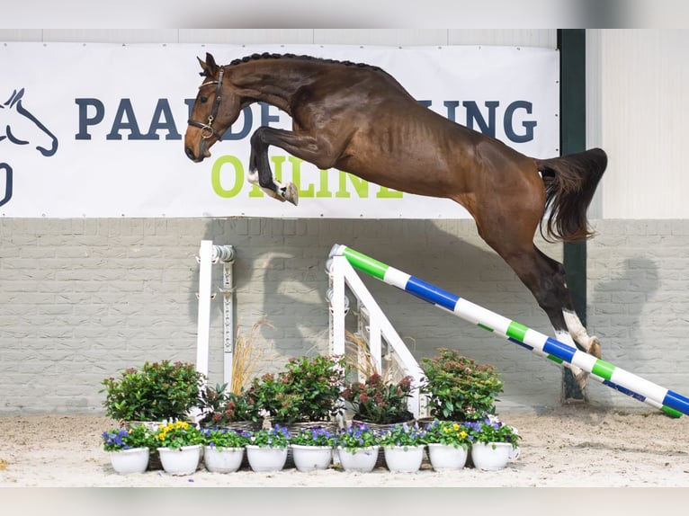 Altri cavalli a sangue caldo Castrone 2 Anni 168 cm Baio in Heerde