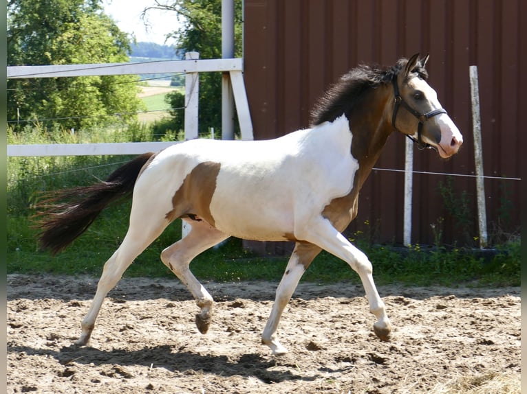 Altri cavalli a sangue caldo Castrone 2 Anni 168 cm Pezzato in Borgentreich