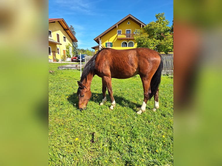 Altri cavalli a sangue caldo Castrone 2 Anni 170 cm Baio in Nussdorf a. Haunsberg