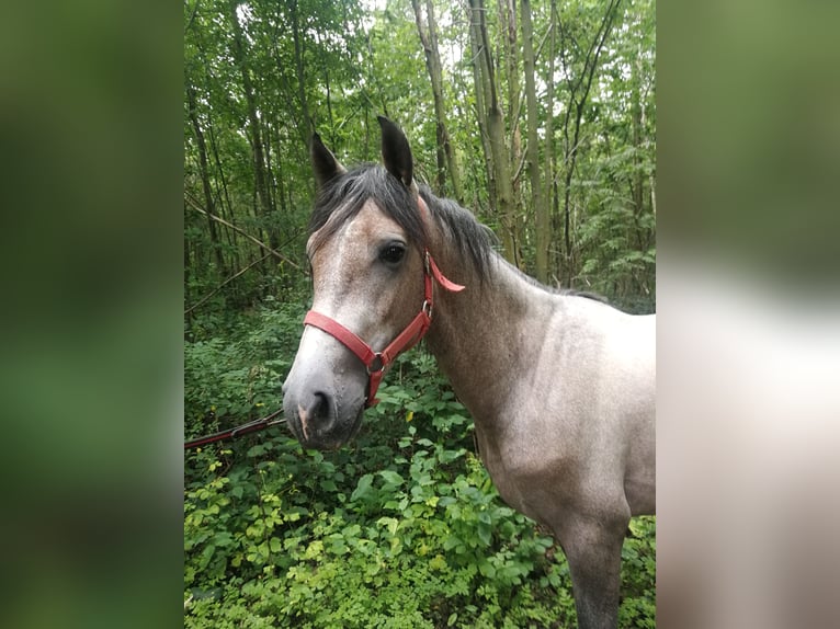 Altri cavalli a sangue caldo Castrone 3 Anni 153 cm Grigio in Euskirchen