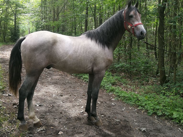 Altri cavalli a sangue caldo Castrone 3 Anni 153 cm Grigio in Euskirchen