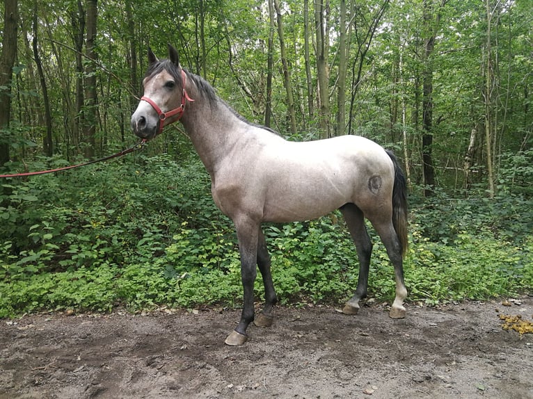 Altri cavalli a sangue caldo Castrone 3 Anni 153 cm Grigio in Euskirchen