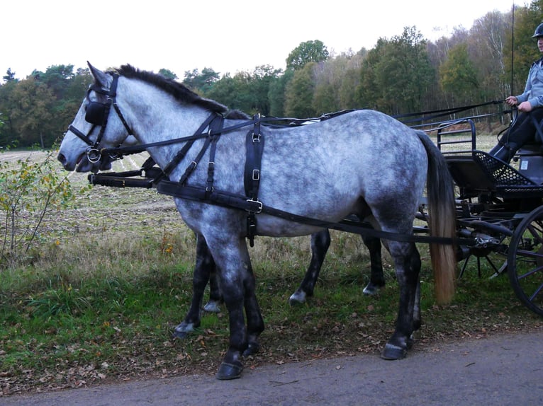 Altri cavalli a sangue caldo Mix Castrone 3 Anni 154 cm in Dorsten