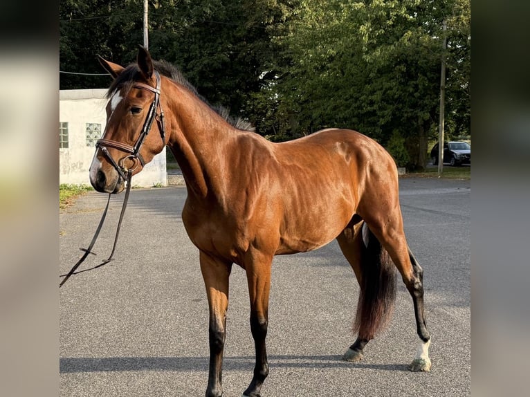 Altri cavalli a sangue caldo Castrone 3 Anni 155 cm Baio in Viersen