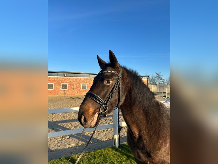 Altri cavalli a sangue caldo Castrone 3 Anni 155 cm Baio scuro in Bad Laer