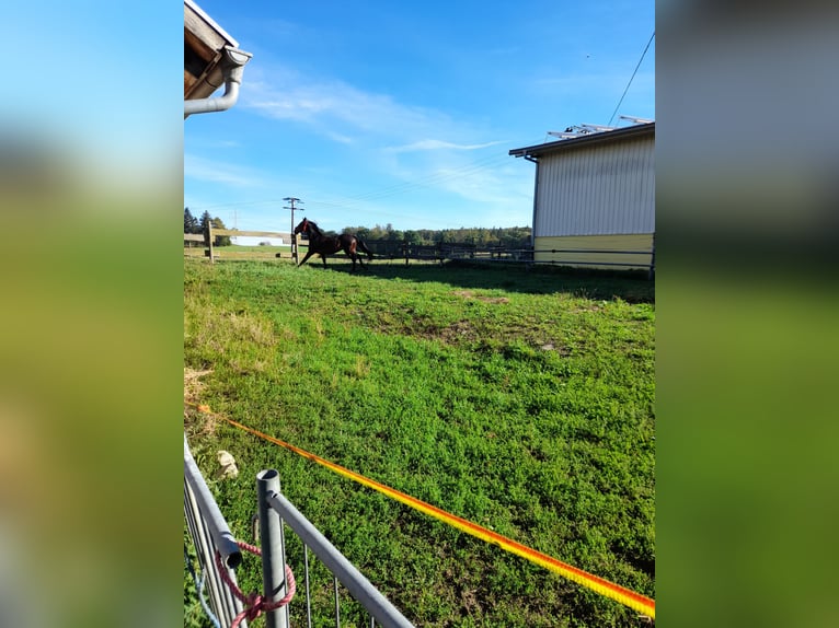 Altri cavalli a sangue caldo Castrone 3 Anni 155 cm Morello in Bad Saulgau