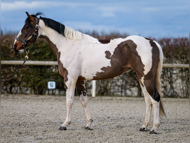 Altri cavalli a sangue caldo Castrone 3 Anni 155 cm Pezzato in Neustadt (Wied)