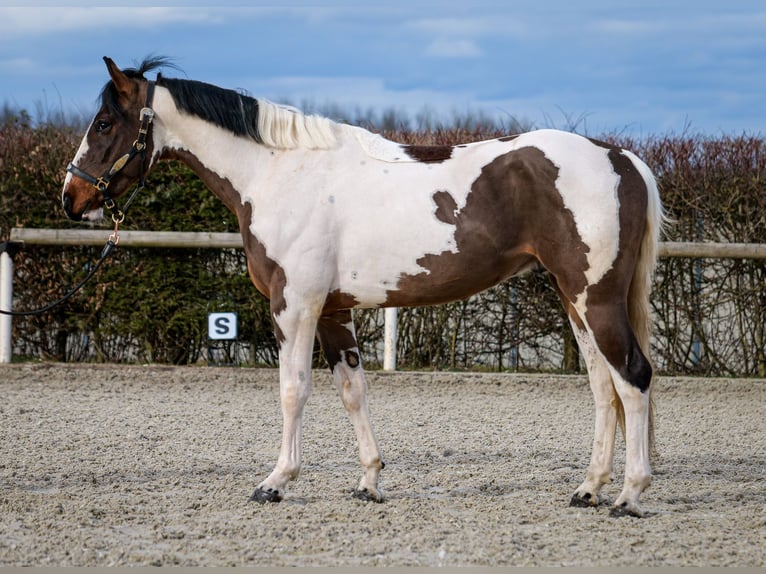 Altri cavalli a sangue caldo Castrone 3 Anni 155 cm Pezzato in Neustadt (Wied)