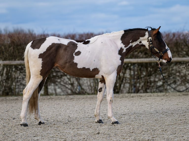 Altri cavalli a sangue caldo Castrone 3 Anni 155 cm Pezzato in Neustadt (Wied)