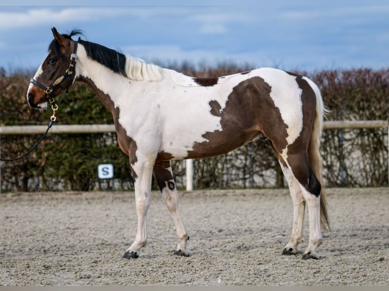 Altri cavalli a sangue caldo Castrone 3 Anni 155 cm Pezzato in Neustadt (Wied)