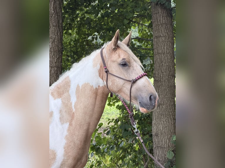 Altri cavalli a sangue caldo Mix Castrone 3 Anni 156 cm Pezzato in Lathen
