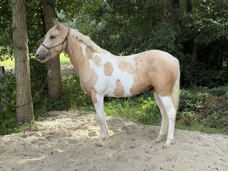 Altri cavalli a sangue caldo Mix Castrone 3 Anni 156 cm Pezzato in Lathen