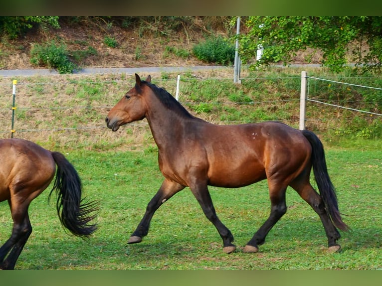 Altri cavalli a sangue caldo Castrone 3 Anni 157 cm Baio in Gersfeld