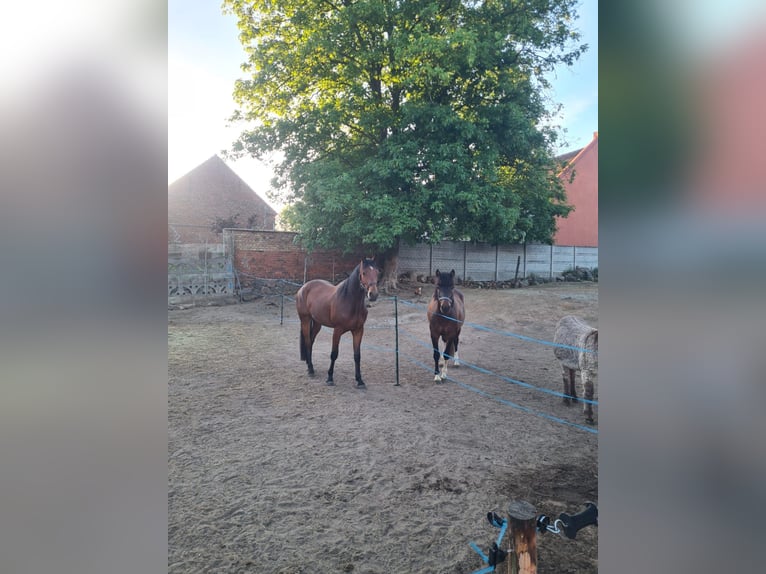 Altri cavalli a sangue caldo Mix Castrone 3 Anni 158 cm Baio ciliegia in Radoszyn