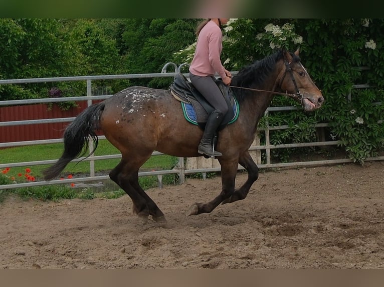 Altri cavalli a sangue caldo Castrone 3 Anni 158 cm Leopard in Rudersdorf
