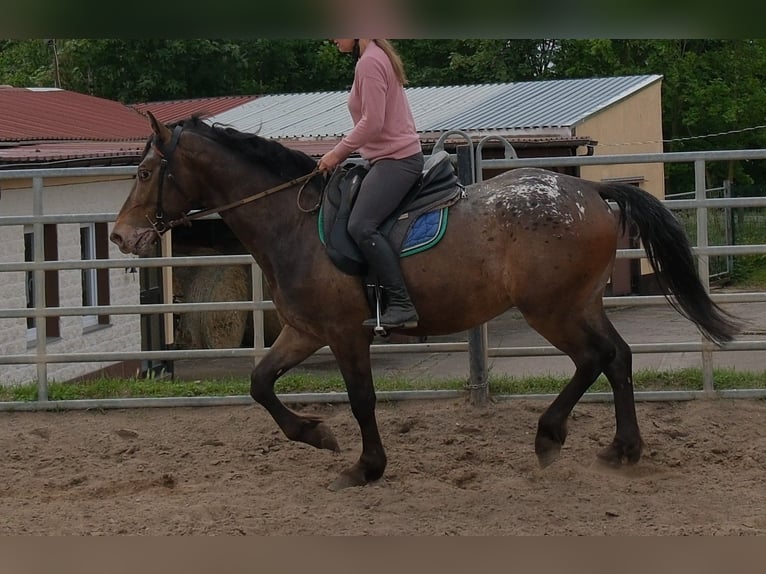 Altri cavalli a sangue caldo Castrone 3 Anni 158 cm Leopard in Rudersdorf