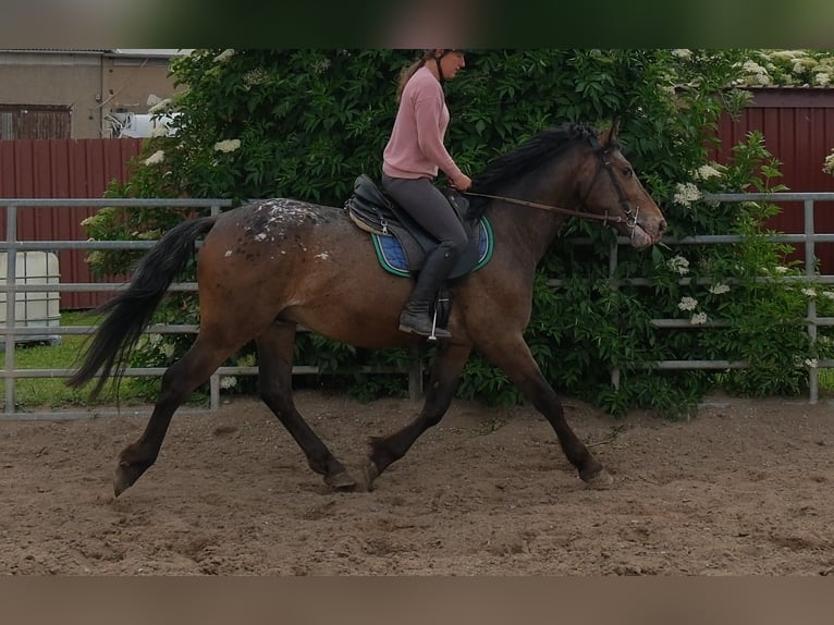 Altri cavalli a sangue caldo Castrone 3 Anni 158 cm Leopard in Rudersdorf