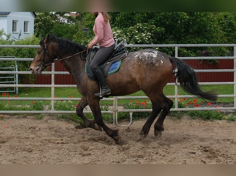 Altri cavalli a sangue caldo Castrone 3 Anni 158 cm Leopard in Rudersdorf