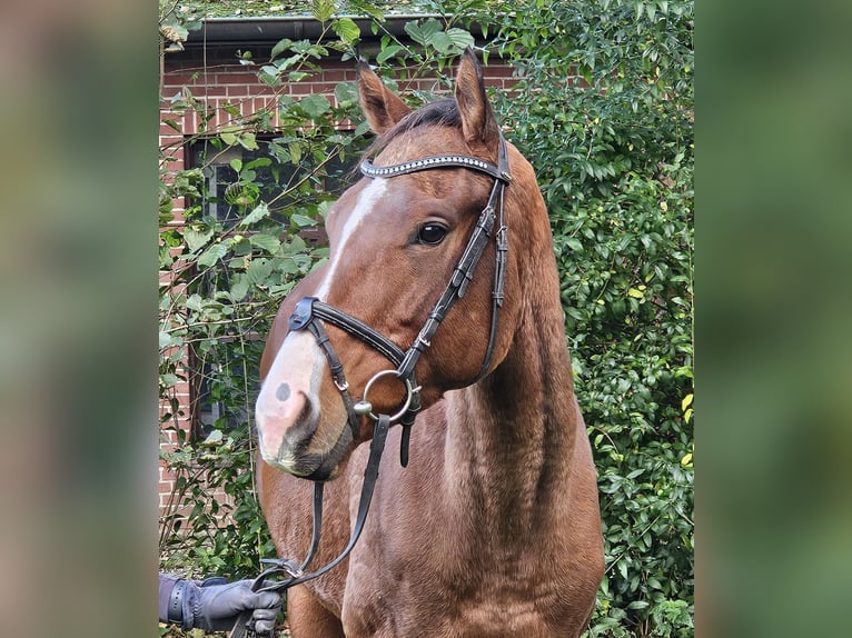 Altri cavalli a sangue caldo Castrone 3 Anni 160 cm Baio in Nettetal