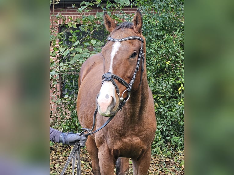 Altri cavalli a sangue caldo Castrone 3 Anni 160 cm Baio in Nettetal