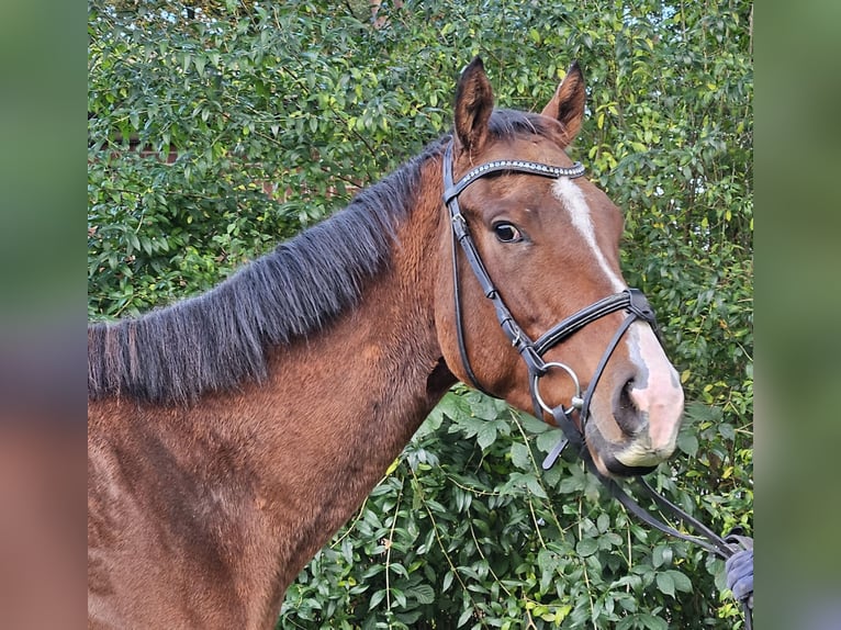 Altri cavalli a sangue caldo Castrone 3 Anni 160 cm Baio in Nettetal