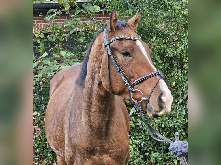 Altri cavalli a sangue caldo Castrone 3 Anni 160 cm Baio in Nettetal